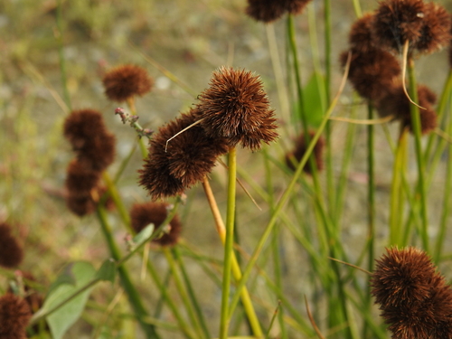 Juncus torreyi, photograph 6