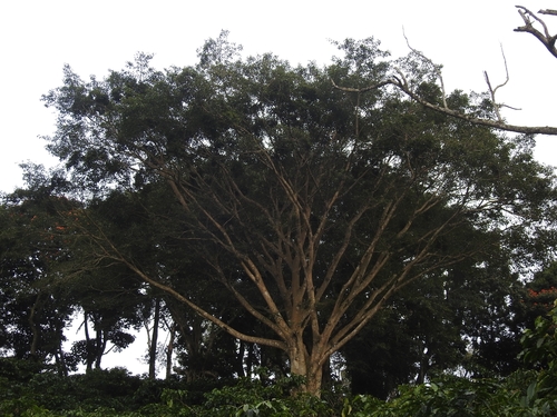 Ficus amplissima, photograph 1