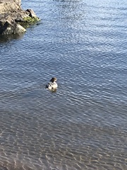Mergus merganser