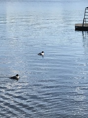Mergus merganser