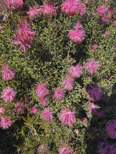 Isopogon dubius, photograph 5