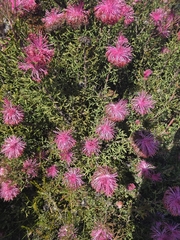 Isopogon dubius, photograph author not stated, no rights reserved