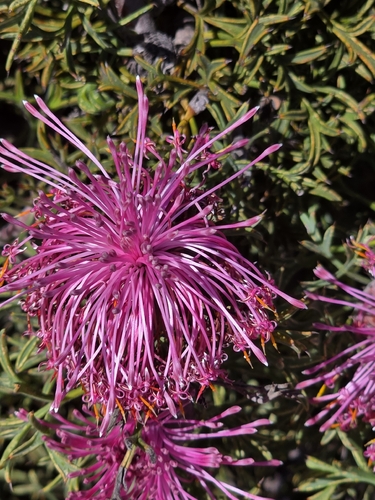 Isopogon dubius, photograph 6