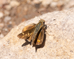 Lon melane vitellina