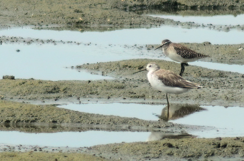 iNaturalist image