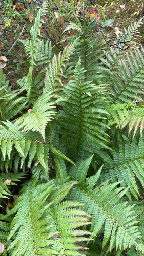 male fern