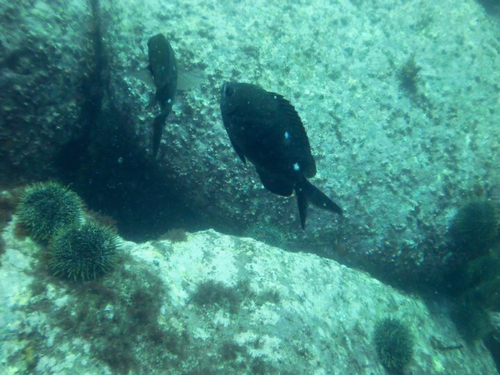 Chromis dispila