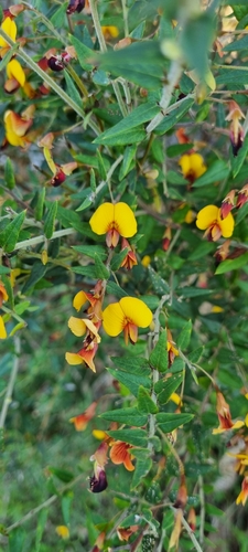 Showy Bossiaea