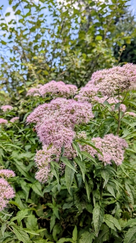 hemp agrimony