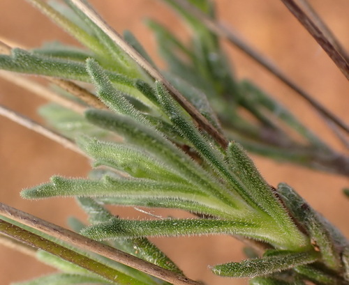 Lobelia tomentosa, photograph 6