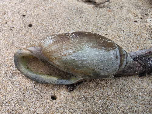 Ellobium aurisjudae observed 2026-08-30