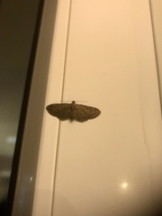 Eupithecia abbreviata