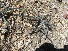 Fritillaria pinetorum