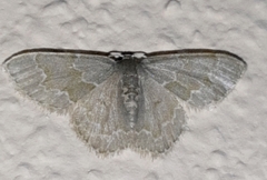 Chloropteryx