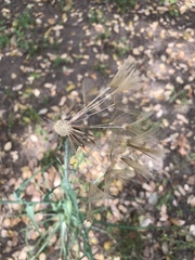 Tragopogon porrifolius