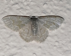 Chloropteryx