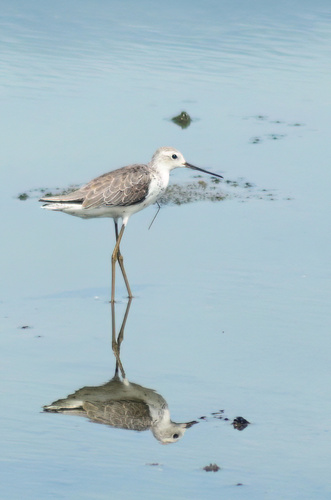iNaturalist image