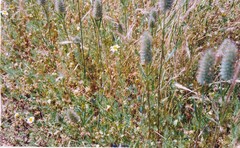 Festuca membranacea