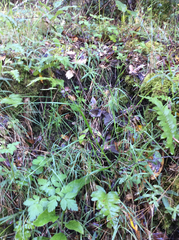 Melica subulata subulata