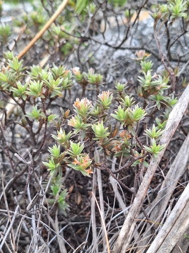 Pimelea mimosa