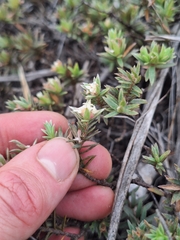 Pimelea mimosa, photograph (c) Oscar Dove, some rights reserved (CC BY)