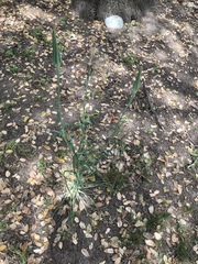 Tragopogon porrifolius