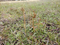 Sceptridium lunarioides