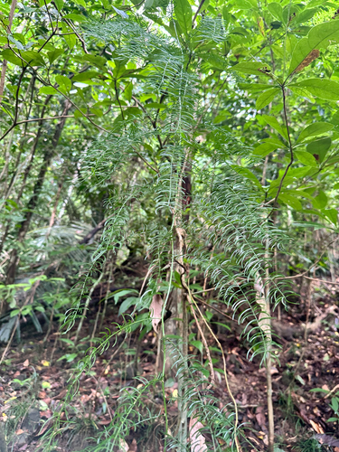 Asparagus cochinchinensis