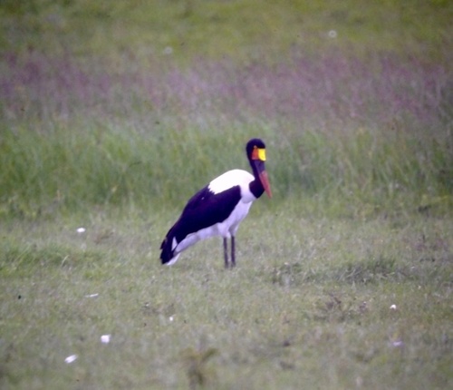iNaturalist image