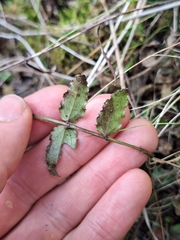 Coriaria kingiana