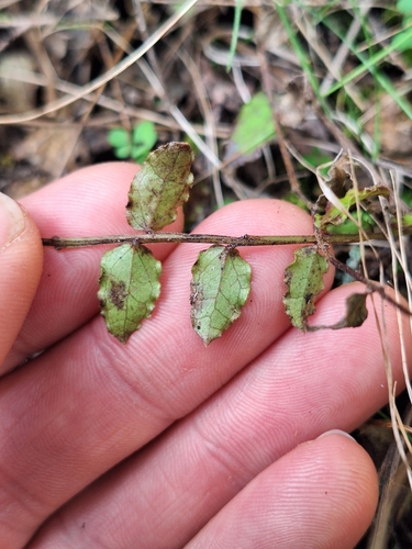 Coriaria kingiana, photograph 3