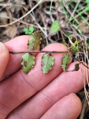 Coriaria kingiana, photograph (c) Oscar Dove, some rights reserved (CC BY)