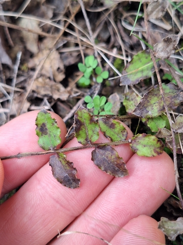 Coriaria kingiana, photograph 4