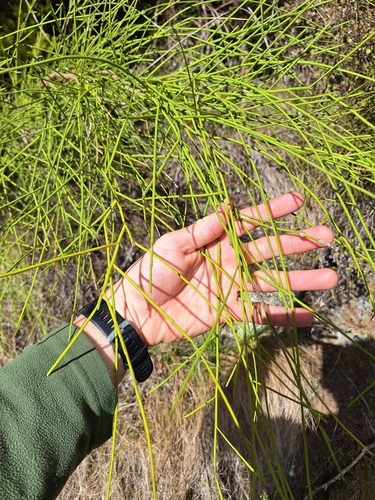 Coriaria kingiana, photograph 5