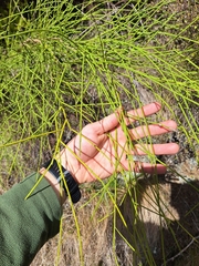 Coriaria kingiana, photograph (c) Oscar Dove, some rights reserved (CC BY)