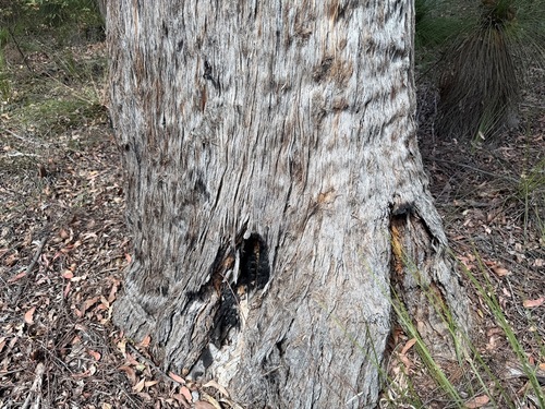 Eucalyptus acmenoides observed 2026-08-31