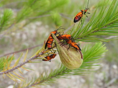 Oncopeltus varicolor