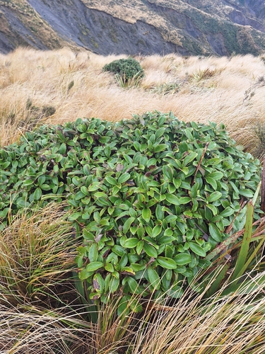 Macrolearia colensoi