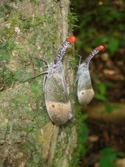 Pyrops pyrorhynchus