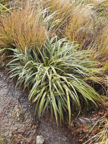 Astelia nervosa, photograph 4