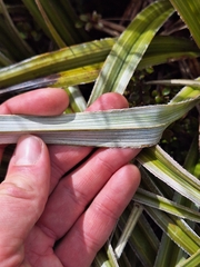 Astelia nervosa, photograph (c) Oscar Dove, some rights reserved (CC BY)