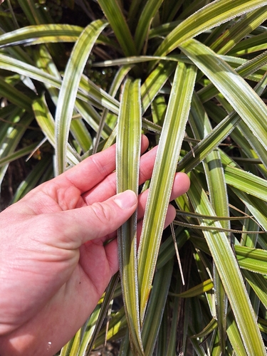 Astelia nervosa, photograph 6