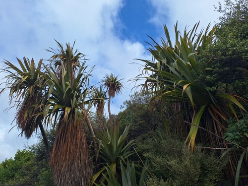 Cordyline indivisa, photograph 5