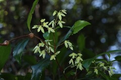Aphanopetalum resinosum, photograph (c) Greg Tasney, some rights reserved (CC BY-SA)
