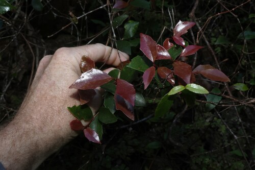 Scolopia braunii, photograph 5