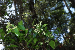 Aphanopetalum resinosum, photograph (c) Greg Tasney, some rights reserved (CC BY-SA)