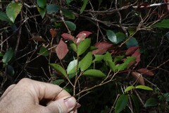 Scolopia braunii, photograph (c) Greg Tasney, some rights reserved (CC BY-SA)