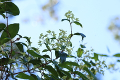 Aphanopetalum resinosum