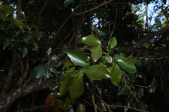 (c) Greg Tasney, some rights reserved (CC BY-SA) Scolopia braunii, photograph (c) Greg Tasney, some rights reserved (CC BY-SA)