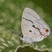 Alda Hairstreak - Photo (c) shirdipam, some rights reserved (CC BY-NC), uploaded by shirdipam